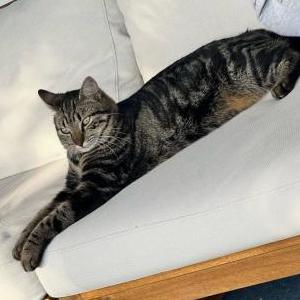 Image of Charlie, Lost Cat