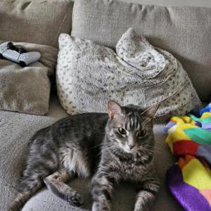 Image of Mary Jane, Lost Cat