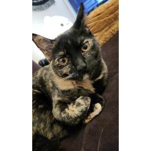 Image of Chichi, Lost Cat