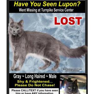 Image of Lupon, Lost Cat