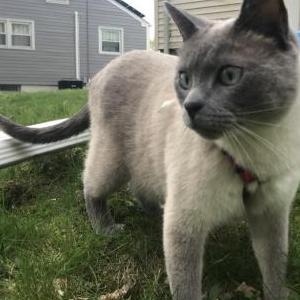 Image of smokey, Lost Cat