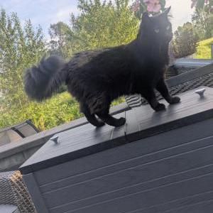 Image of Dusty, Lost Cat