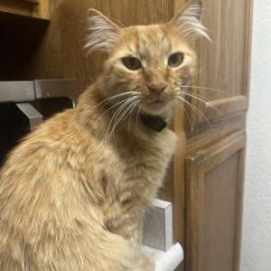Image of Satoshi, Lost Cat