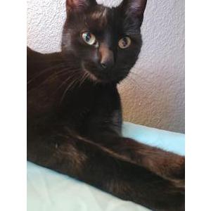Image of Padme Voyd, Lost Cat
