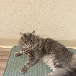Image of Zeke, Lost Cat