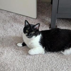 Image of Mochi, Lost Cat
