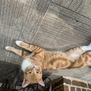 Image of Unknown, Found Cat