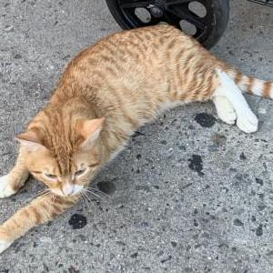 Image of Unknown, Found Cat