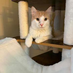 Lost 2 Ponyo (Washington)