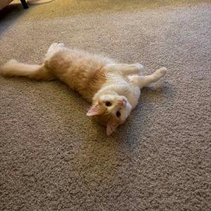 2nd Image of Ponyo, Lost Cat