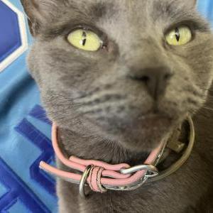 Image of Gray, Lost Cat