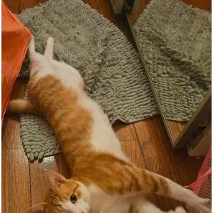 Image of Honey, Lost Cat