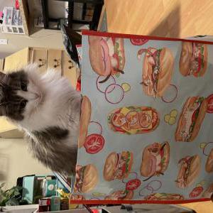 Image of Maribelle, Lost Cat