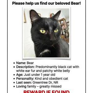 Image of Bear, Lost Cat
