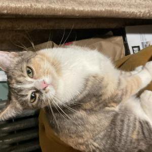 Image of Peach, Lost Cat