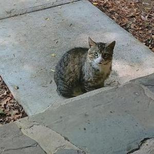 Image of Aka socks, Found Cat