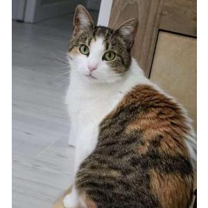 Image of Penny, Lost Cat