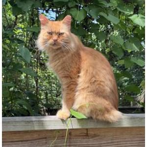 Lost 2 Orange Boy/Pumpkin (Florida)