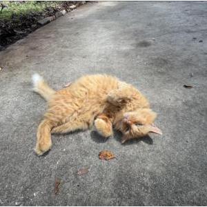 2nd Image of Orange Boy/Pumpkin, Lost Cat