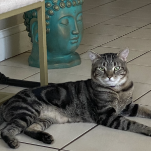 Image of Flashcat, Lost Cat