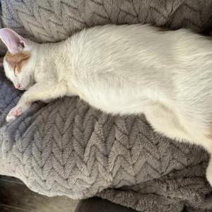 2nd Image of Clay Maldonado, Lost Cat