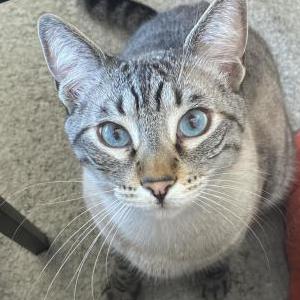 Image of Anakin, Lost Cat