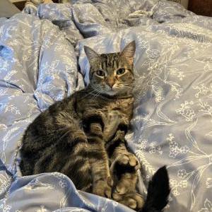 Image of Atlas, Lost Cat