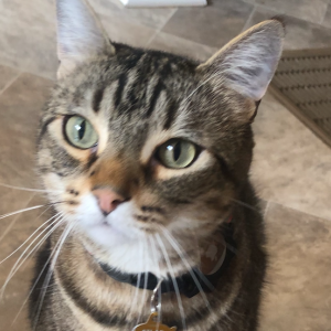 2nd Image of Atlas, Lost Cat