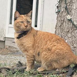 Image of Bubba, Lost Cat