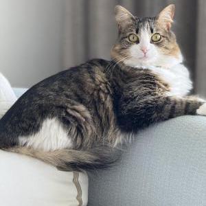 Image of Spice, Lost Cat