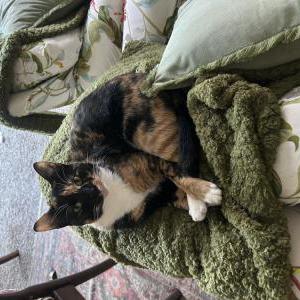 Image of Josie, Lost Cat