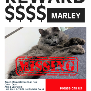 Lost Cat Marley