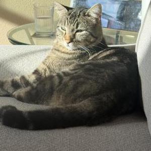 Image of Tiger, Lost Cat
