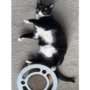 Image of Zhizhi, Lost Cat