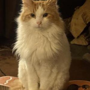 Lost 2 Mango (New Jersey)