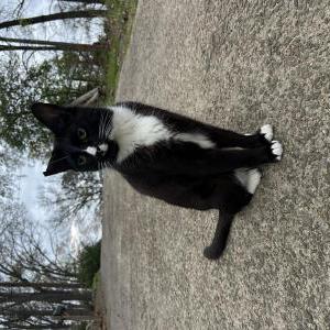 Lost Cat Moglie