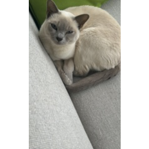 Lost Cat Rumi