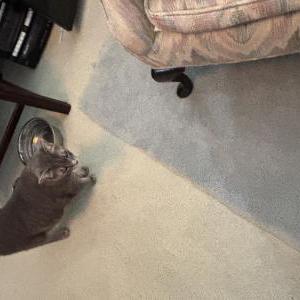 Image of Unknown, Found Cat