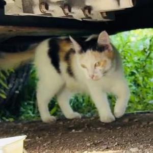 Found Cat Unknown