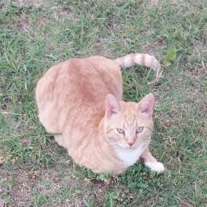 Image of Oscar, Lost Cat