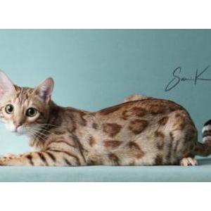Image of Azula, Lost Cat