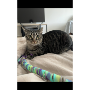 Image of Angel, Lost Cat