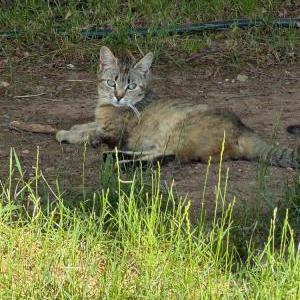 Image of Mimmi, Lost Cat