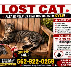 Image of Kyle, Lost Cat