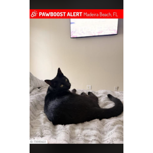 Image of pooda, Lost Cat