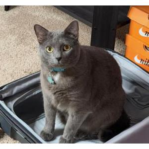 Lost 2 Gatty (Pennsylvania)