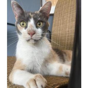 Image of Unknown, Found Cat