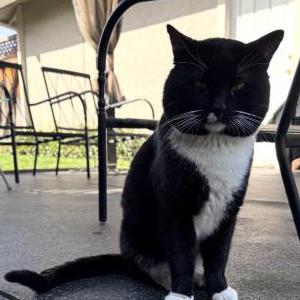 Image of Mittens, Lost Cat
