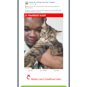 Image of Mulan or Lani bonnie, Lost Cat