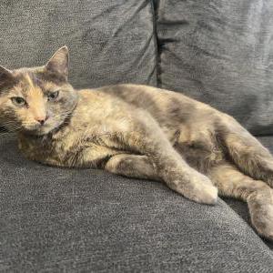 Image of Neziko, Lost Cat